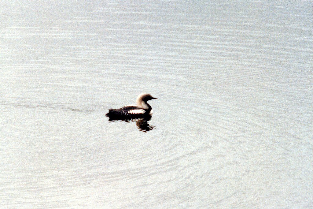 Loon, Arctic 1 B02P27I02.jpg - Arctic Loon